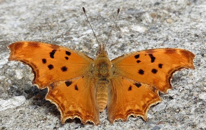 Polygonia egea